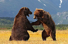 Bunyozó medvék